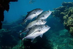 Big-eye Trevally.  Ningaloo Reef, Western Australia.  Can... by Ross Gudgeon 